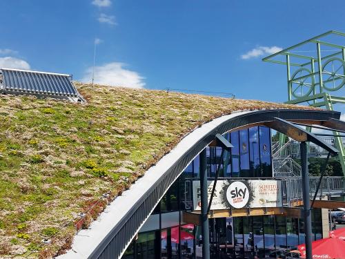 Pitched green roof in full bloom